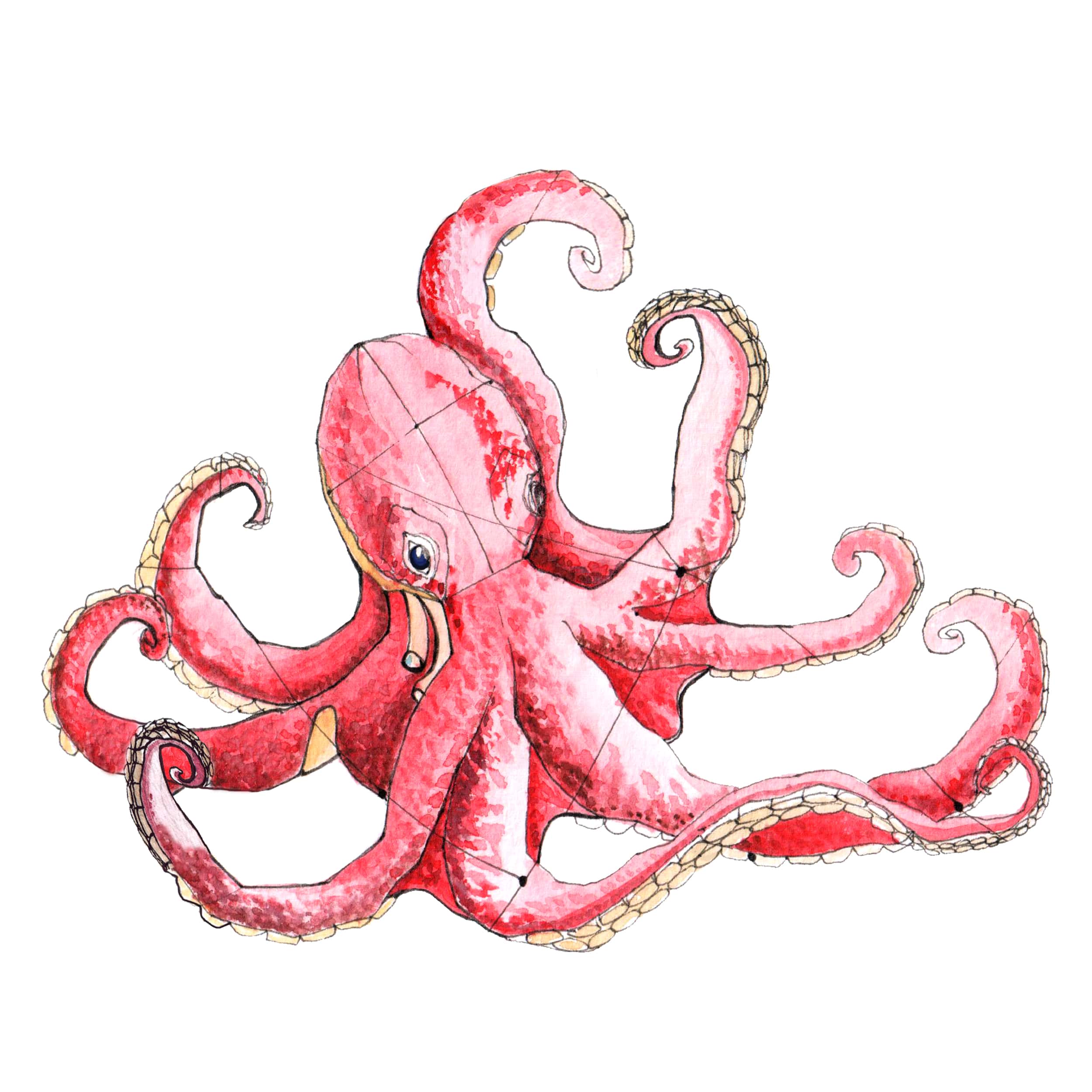 Squid & Octopus - Сквид-Октопус (кальмар & осьминог) поп-ап. 14мм -40шт